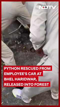 Python Found Inside Employee’s Car at BHEL Haridwar Plant, Rescued & Released Into Forest