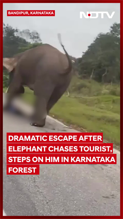 Dramatic Escape After Elephant Chases Tourist, Steps On Him In Karnataka Forest Dramatic Escape After Elephant Chases Tourist, Steps On Him In Karnataka Forest