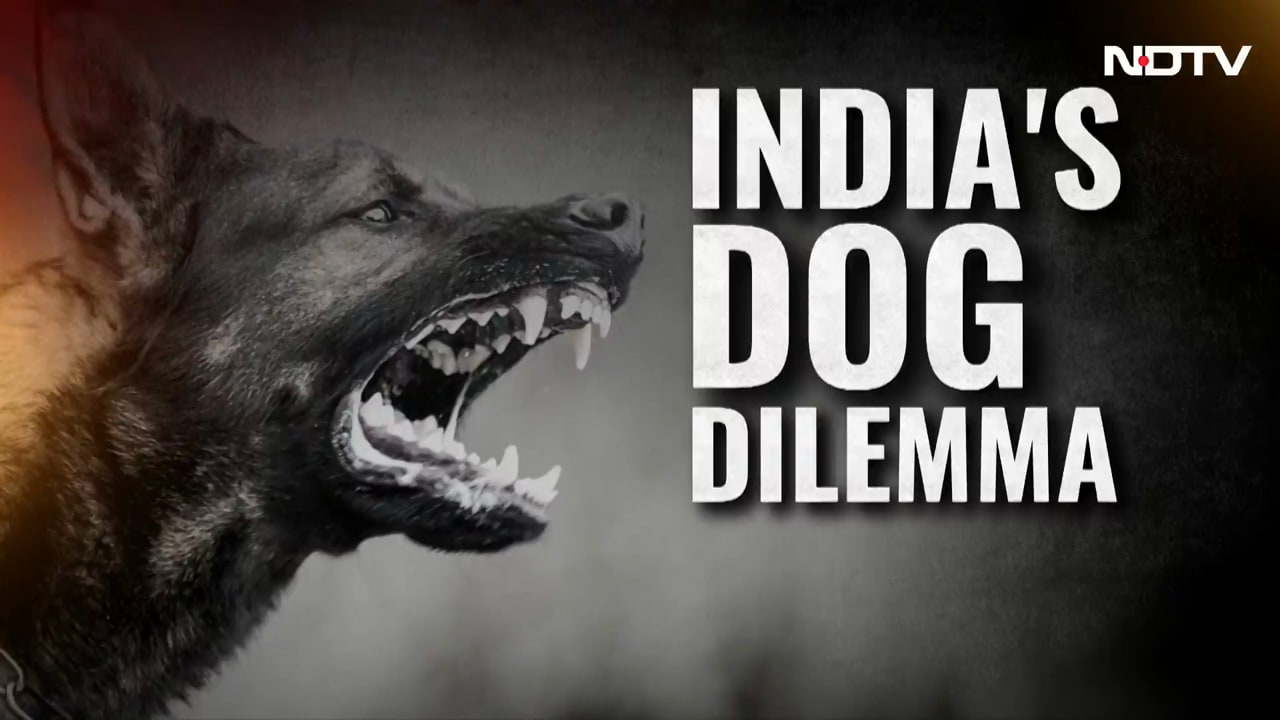 Video: 'Doing It For Public At Large': Supreme Court's Big Order On Stray Dogs