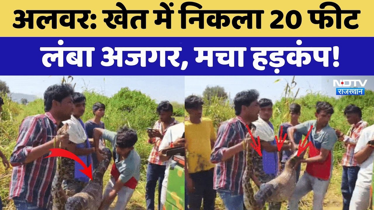 Alwar: खेत में निकला 20 Feet लंबा Python, मचा हड़कंप! | Viral Video | Top News | Rajasthan News
