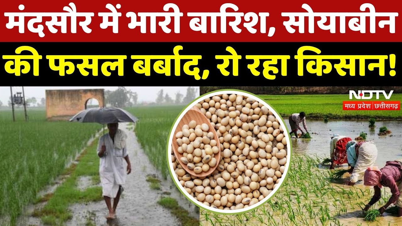Soyabean Crop Damage: बारिश की मार, फसल बर्बाद| Farmers | Crops Damage | Heavy Rain | Madhya Pradesh