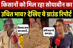 Bhopal News: Soyabean Farmers को कितना फायदा कितना नुकसान? देखिए NDTV की Ground Report | MPCG News Bhopal News: Soyabean Farmers को कितना फायदा कितना नुकसान? देखिए NDTV की Ground Report | MPCG News