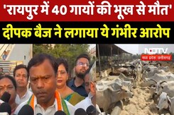 Chhattisgarh News : 'Raipur में 40 गायों की भूख से मौत', Deepak Baij ने लगाया ये गंभीर आरोप Chhattisgarh News : 'Raipur में 40 गायों की भूख से मौत', Deepak Baij ने लगाया ये गंभीर आरोप
