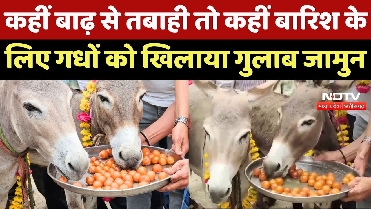Mandsaur: कहीं Flood से तबाही तो कहीं Rain के लिए गधों को खिलाया Gulab jamun Mandsaur: कहीं Flood से तबाही तो कहीं Rain के लिए गधों को खिलाया Gulab jamun