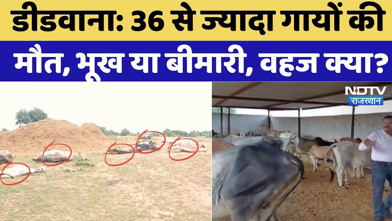 Didwana News: 36 से ज्यादा गायों की मौत, भूख या बीमारी, वहज क्या? Cow Tragedy Didwana News: 36 से ज्यादा गायों की मौत, भूख या बीमारी, वहज क्या? Cow Tragedy