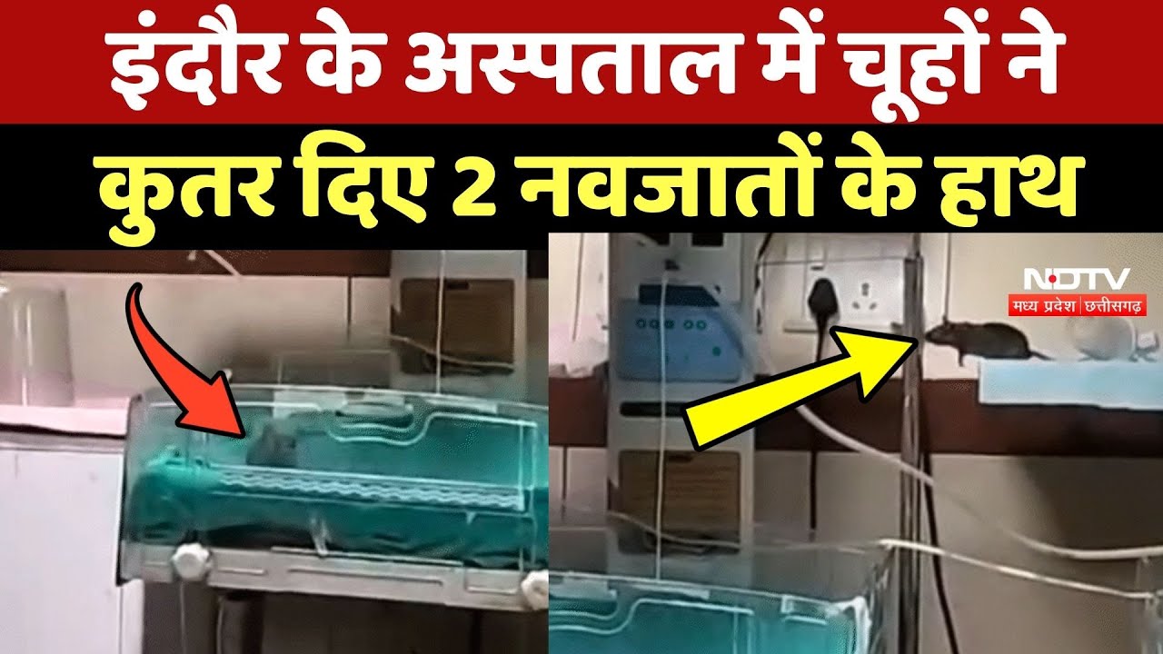 Indore के Hospital में चूहों ने कुतर दिए 2 नवजातों के हाथ, मचा हड़कंप