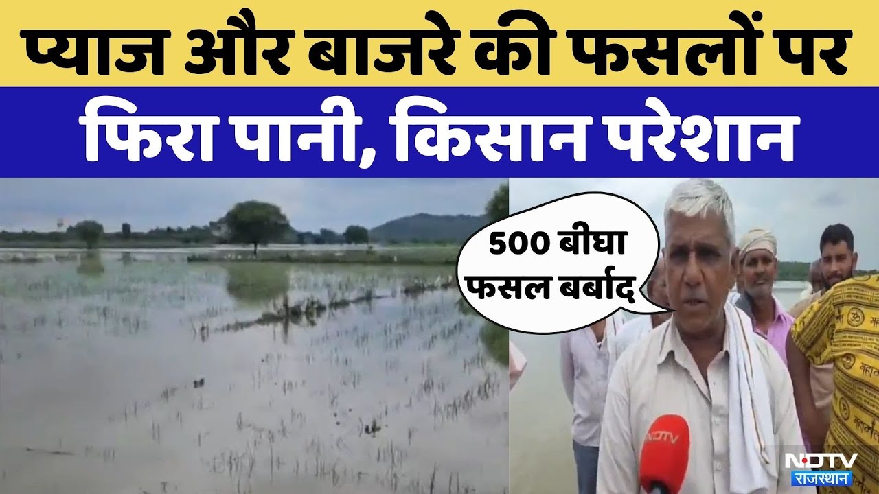 Heavy Rain Ruined Onion, Millet Crop: Alwar में प्याज, बाजरा और सब्जियों की खेती बर्बाद