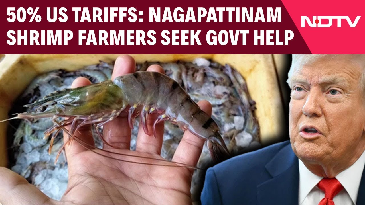Video: US Tariffs On India | Nagapattinam Shrimp Farmers Seek Govt Help Amid Concerns Due To US Tariff