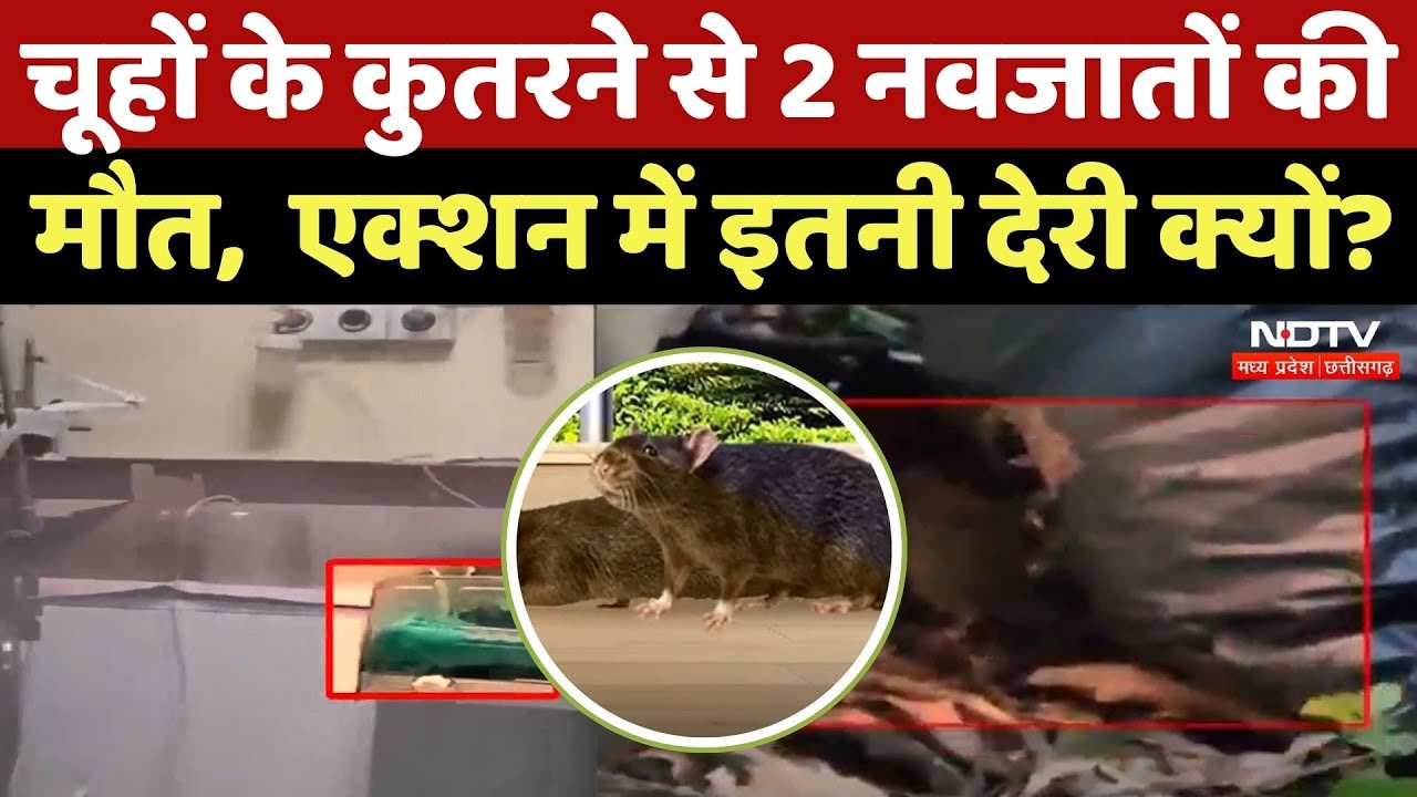 MY Hospital में चूहों के कुतरने से 2 नवजातों की मौत, एक्शन में इतनी देरी क्यों?| Madhya Pradesh News