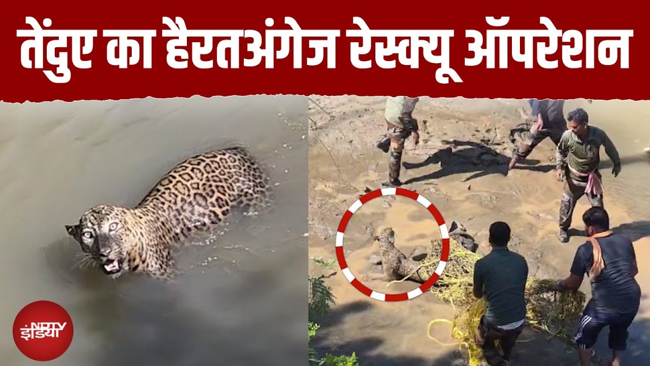 Uttarakhand के Bajpur में घायल तेंदुआ दिखने से हड़कंप, वन विभाग ने किया Rescue | Leopard Uttarakhand के Bajpur में घायल तेंदुआ दिखने से हड़कंप, वन विभाग ने किया Rescue | Leopard