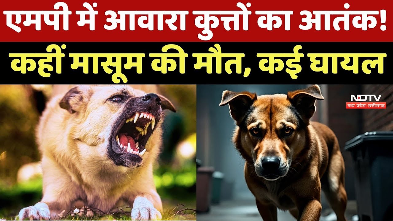 Dog Bite Case In MP: एमपी में आवारा कुत्तों का आतंक ! कहीं मासूम की मौत, कई घायल