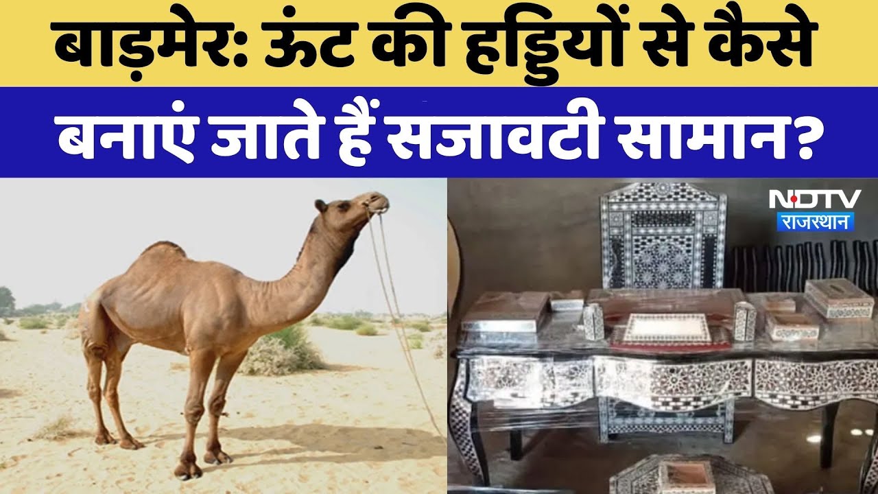 Barmer में Camel की हड्डियों से बनाएं जाते हैं सजावटी सामान, विदेशों में भी बढ़ी डिमांड | Rajasthan