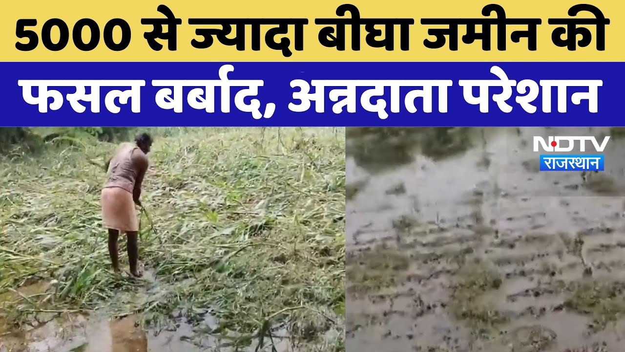 Udaipur Flood:5000 से ज्यादा बीघा जमीन की Crop बर्बाद | Rajasthan Top News | Viral Video