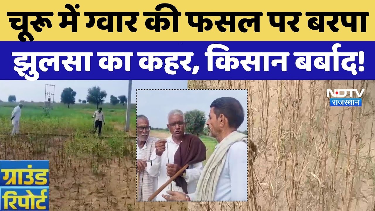 Rajasthan Flood: Churu में ग्वार की फसल में झुलसा रोग का कहर, किसान बेबस | Farmer News | Heavy Rain