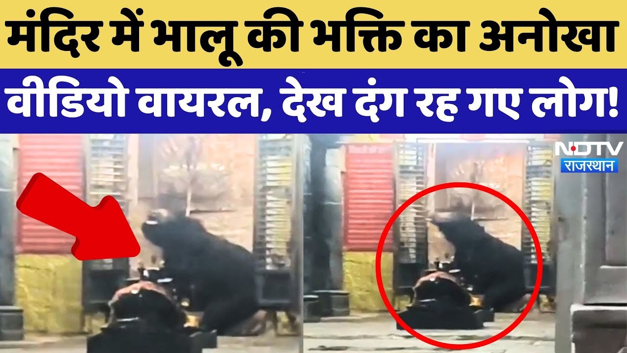 Sirohi Viral Video: Mahadev के सामने रहा बैठा भालू, फिर जो हुआ वो देख... | Rajasthan News | Latest