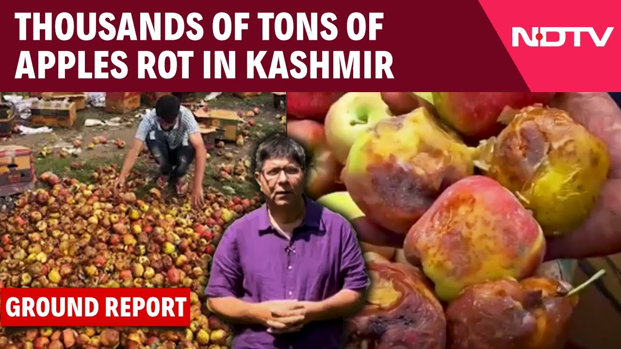 Video : Kashmir Apple News | Thousands Of Tonnes Of Apples Rotting In Kashmir Due To Road Closure