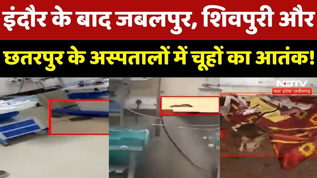 Madhya Pradesh News : MP के Hospitals में बढ़ रह चूहों का आतंक, आखिर कब जागेगा प्रशासन ?