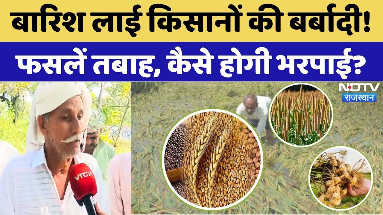 Rajasthan Farmers: बाढ़-बारिश की मार, फसलें बर्बाद! | Crops Damage | Heavy Rain | Kotputli | Latest Rajasthan Farmers: बाढ़-बारिश की मार, फसलें बर्बाद! | Crops Damage | Heavy Rain | Kotputli | Latest