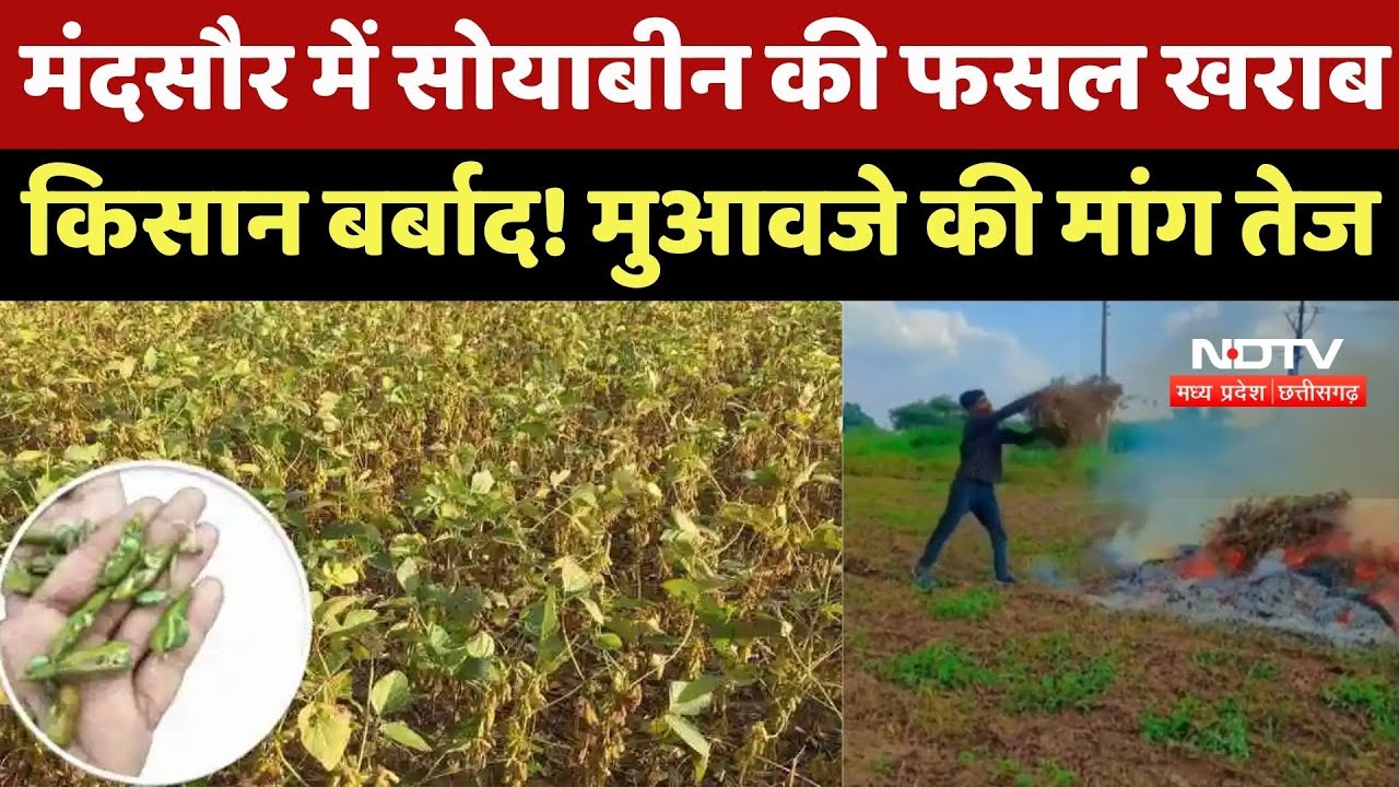 Mandsaur News: मंदसौर में सोयाबीन की फसल खराब, किसान बर्बाद! मुआवजे की मांग तेज Mandsaur News: मंदसौर में सोयाबीन की फसल खराब, किसान बर्बाद! मुआवजे की मांग तेज