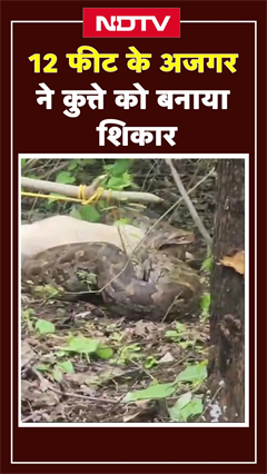 12 फीट केअजगर ने कुत्ते को बनाया शिकार, वन विभाग ने किया रेस्क्यू | MP News