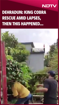 Video: King Cobra Rescued In Dehradun Amid Lapses, Then This Happened... | Viral Video