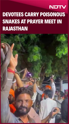 Rajasthan News | Devotees Carry Poisonous Snakes At Prayer Meet In Rajasthan