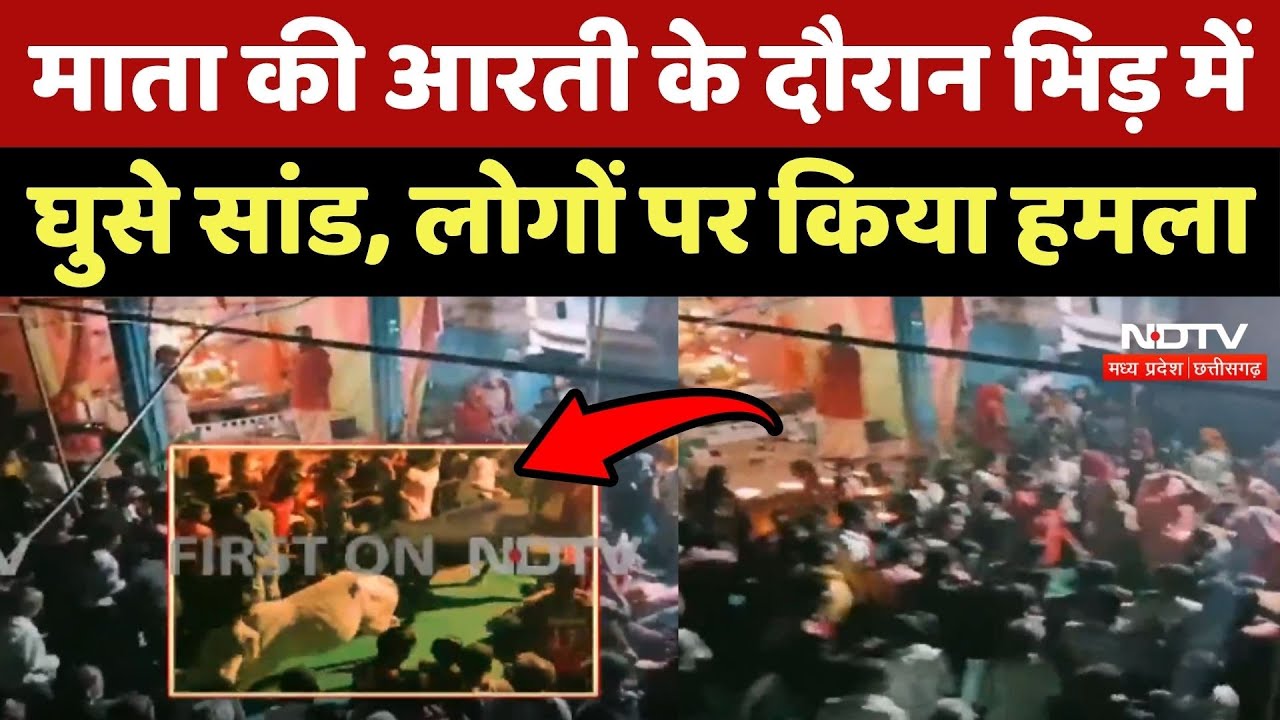 Damoh में Mata की आरती के दौरान भिड़ में घुसे Bull, लोगों पर किया हमला