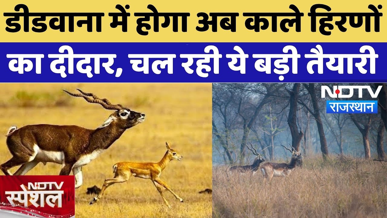 Didwana में होगा अब काले हिरणों का दीदार, चल रही ये बड़ी तैयारी | Rajasthan | NDTV Special | Deers