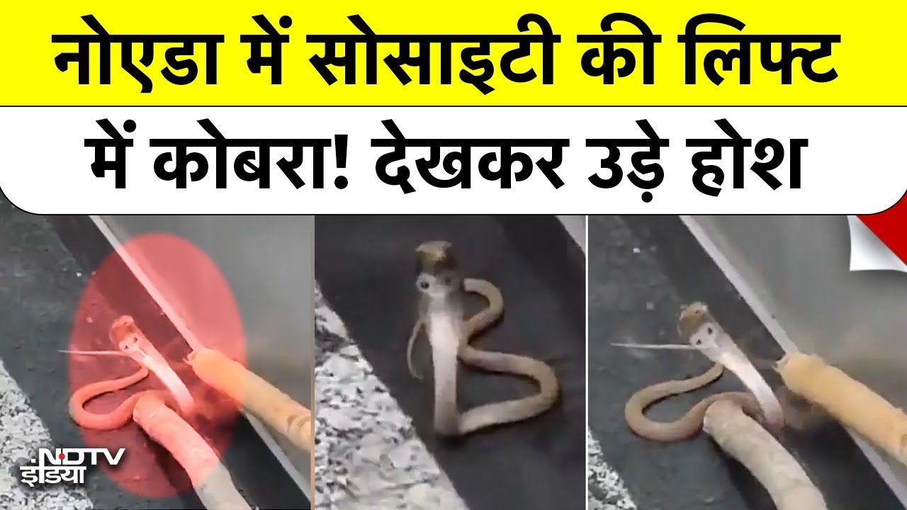 Cobra Snake Inside Lift: Noida Society लिफ्ट का दरवाज़ा खुला और सामने बैठा था कोबरा! मचा हड़कंप