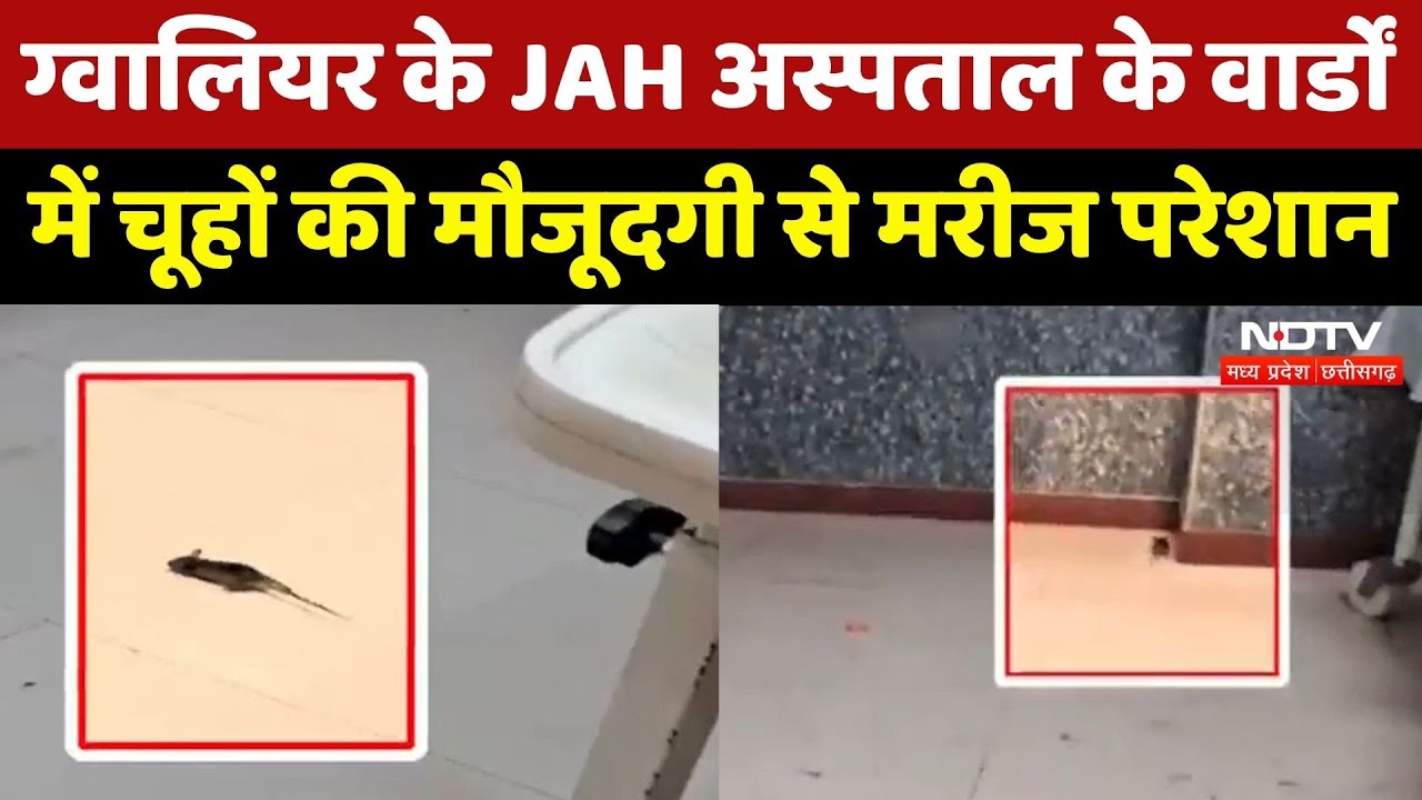 Gwalior News : ग्वालियर के JAH Hospital के Wards में Rats की मौजूदगी से मरीज परेशान