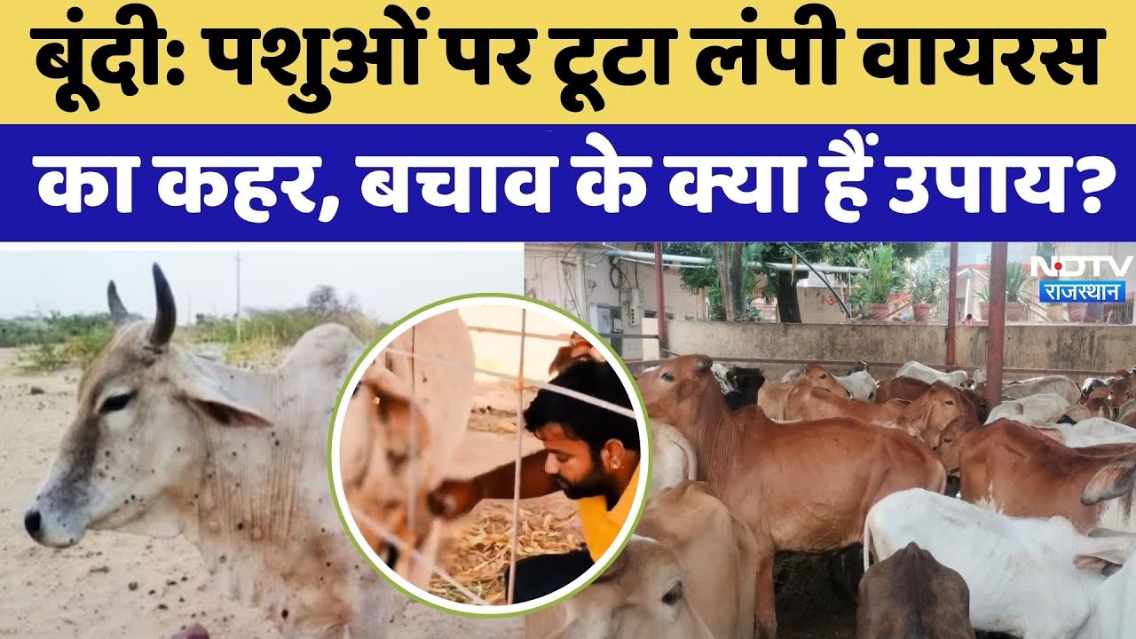Lumpy Skin Disease: पशुओं पर टूट रहा Lumpy Virus का कहर, जानें वायरस के लक्षण और बचाव के तरीके Lumpy Skin Disease: पशुओं पर टूट रहा Lumpy Virus का कहर, जानें वायरस के लक्षण और बचाव के तरीके