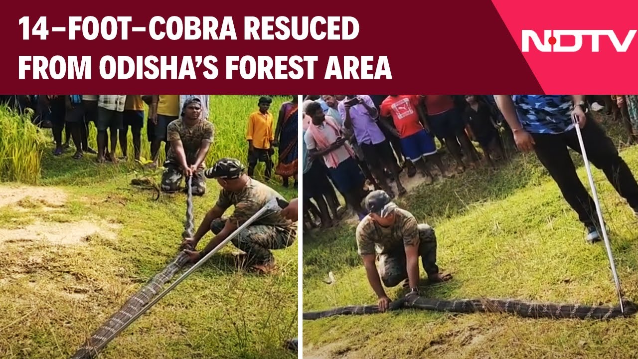 Video: Odisha News | 14-Foot-Long King Cobra Rescued From Forest Area In Odisha's Mayurbhanj District