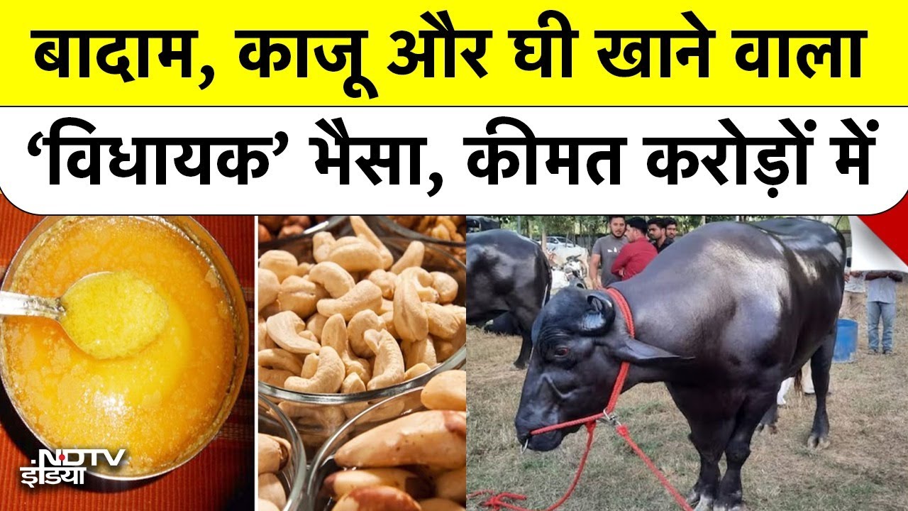 Video: एक ऐसा भैंसा जो खाता है बादाम-काजू-घी और पीता है दूध...नाम है विधायक , कीमत करोड़ों में | UP News | Meerut