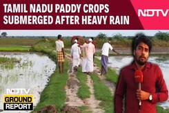 TN Farmers Reel Under Crop Loss After Heavy Rains | 16,000 Hectares Of Paddy Under Water TN Farmers Reel Under Crop Loss After Heavy Rains | 16,000 Hectares Of Paddy Under Water