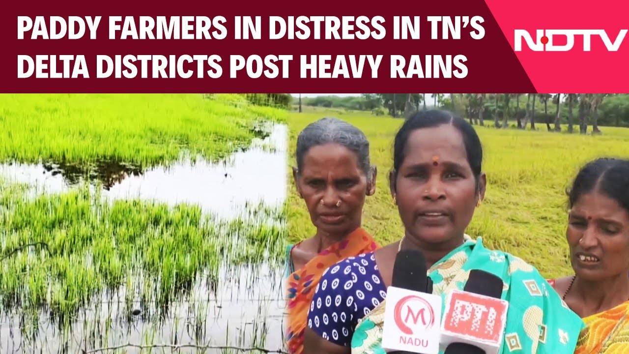 Paddy Farmers In TN's Delta Districts In Distress As Heavy Rains Submerge Crops Amid Poor Drainage Paddy Farmers In TN's Delta Districts In Distress As Heavy Rains Submerge Crops Amid Poor Drainage