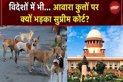 SC On Street Dogs: आवारा कुत्तों पर क्यों भड़का सुप्रीम कोर्ट? | BREAKING NEWS SC On Street Dogs: आवारा कुत्तों पर क्यों भड़का सुप्रीम कोर्ट? | BREAKING NEWS
