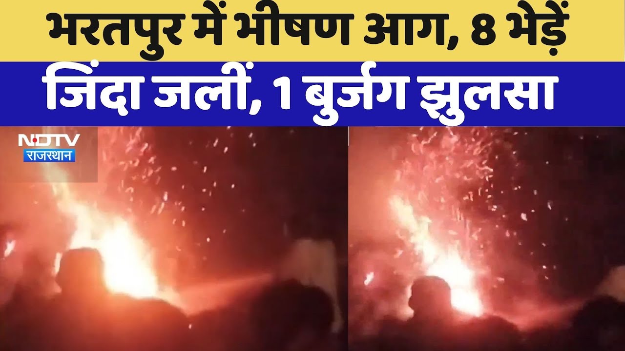 Bharatpur Fire News:भीषण आग में 8 भेड़ें जिंदा जलीं | Viral Video | Rajasthan Top News | Latest News Bharatpur Fire News:भीषण आग में 8 भेड़ें जिंदा जलीं | Viral Video | Rajasthan Top News | Latest News