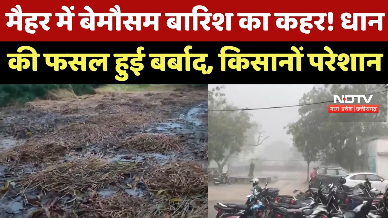 Maihar Weather : मैहर में बेमौसम बारिश का कहर! Rice की फसल हुई बर्बाद, Farmers परेशान