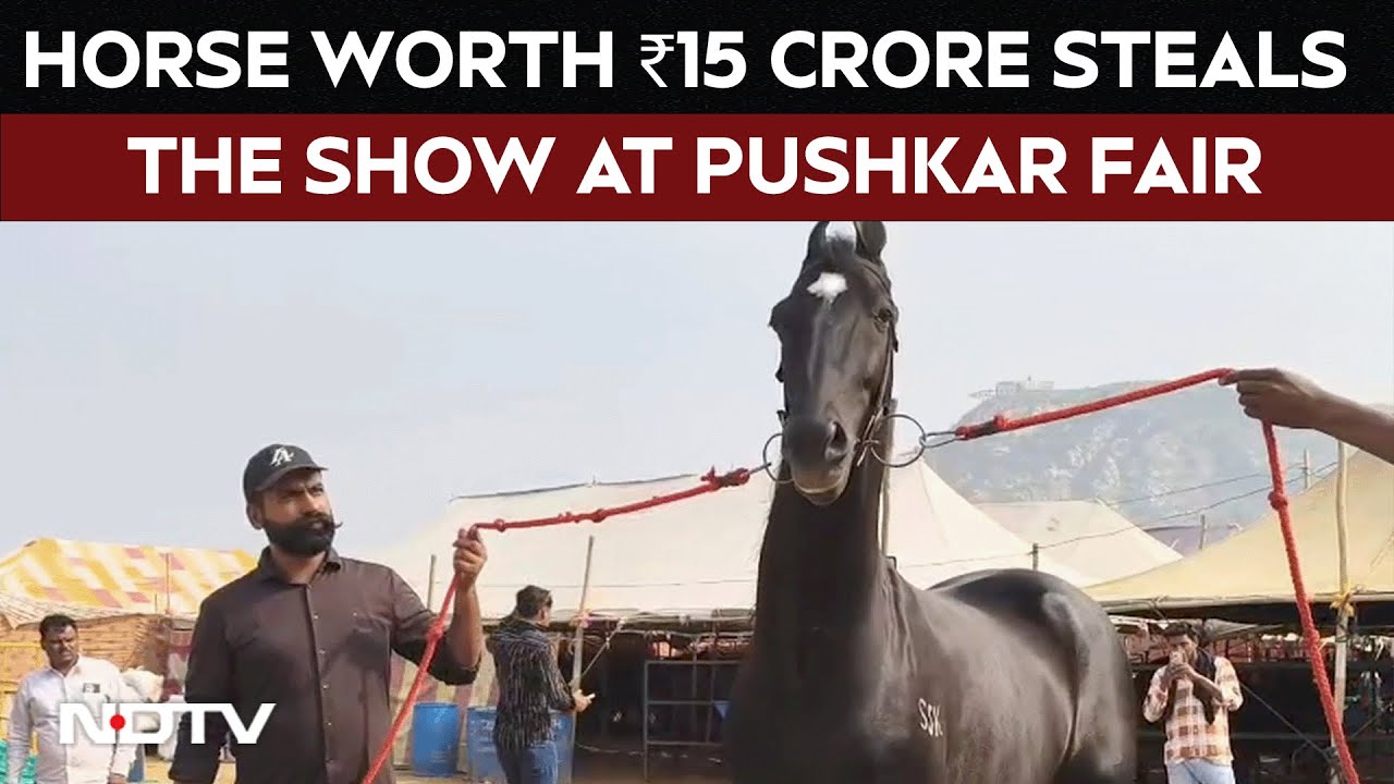 Pushkar Cattle Fair | Rs 15-Crore Horse From Punjab Becomes Showstopper At Pushkar Cattle Fair