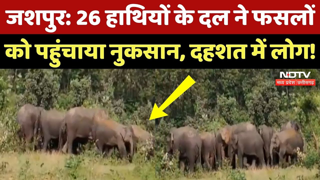 Elephant Attack In Jashpur: किसानों की फसलों को हाथियों ने किया बर्बाद, देखिए ये Video | Viral Elephant Attack In Jashpur: किसानों की फसलों को हाथियों ने किया बर्बाद, देखिए ये Video | Viral