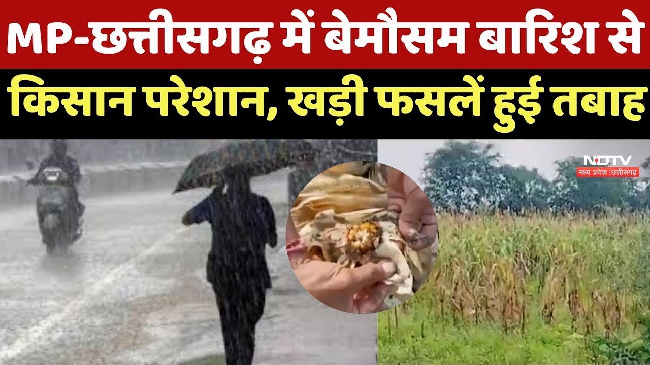 MPCG Weather : बेमौसम बारिश ने Farmers की मेहनत पर फेरा पानी, खड़ी फसलें हुई तबाह MPCG Weather : बेमौसम बारिश ने Farmers की मेहनत पर फेरा पानी, खड़ी फसलें हुई तबाह