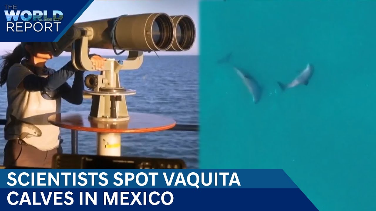 Rare Sighting: Endangered Vaquita Porpoise Spotted With Calf in Mexico