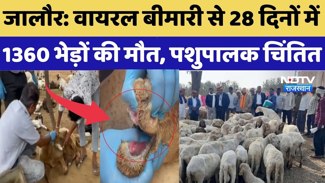 Jalore News: Viral बीमारी से 28 दिनों में 1360 भेड़ों की मौत, पशुपालक चिंतित | Top Breaking