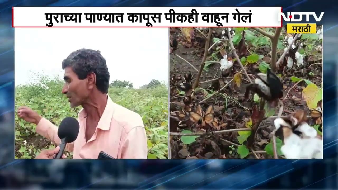 Latur मध्ये पावसामुळे सोयाबीनचं नुकसान, पुराच्या पाण्यात सोयाबीन पीकही वाहून गेलं |