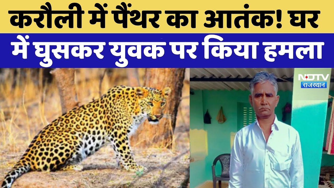 Panther Attack: Karauli में पैंथर का आतंक! घर में घुसकर युवक पर किया हमला | Top News | Latest News Panther Attack: Karauli में पैंथर का आतंक! घर में घुसकर युवक पर किया हमला | Top News | Latest News