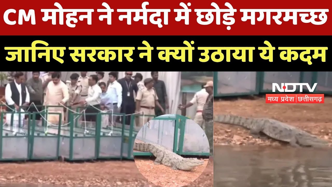 Khandwa News : CM Mohan Yadav ने Narmada River में छोड़े Crocodile, जानिए क्यों उठाया ये कदम
