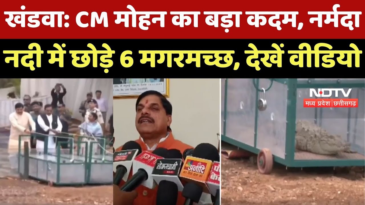 Khandwa News : CM Mohan Yadav का बड़ा कदम, Narmada River में छोड़े 6 Crocodile, देखें Video