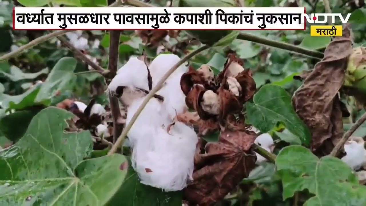 Wardha Rain Damage: अवकाळीने वेचणीचा कापूस भिजला; विदर्भातील Cotton Crop loss मुळे शेतकरी संकटात
