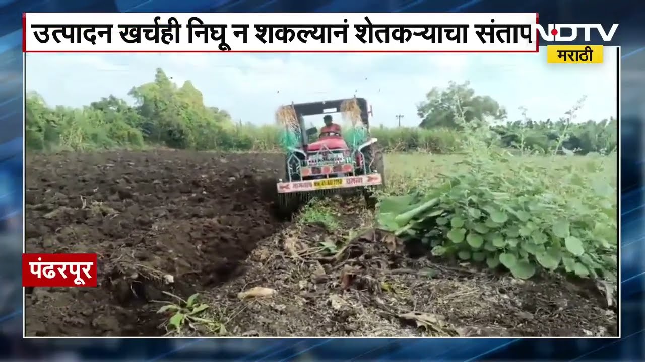 Pandharpur | कांद्याचा उप्तादन खर्चही निघत नसल्याने शेतकऱ्याने 2 एकर शेरीवर चालवला रोटाव्हेटर । NDTV