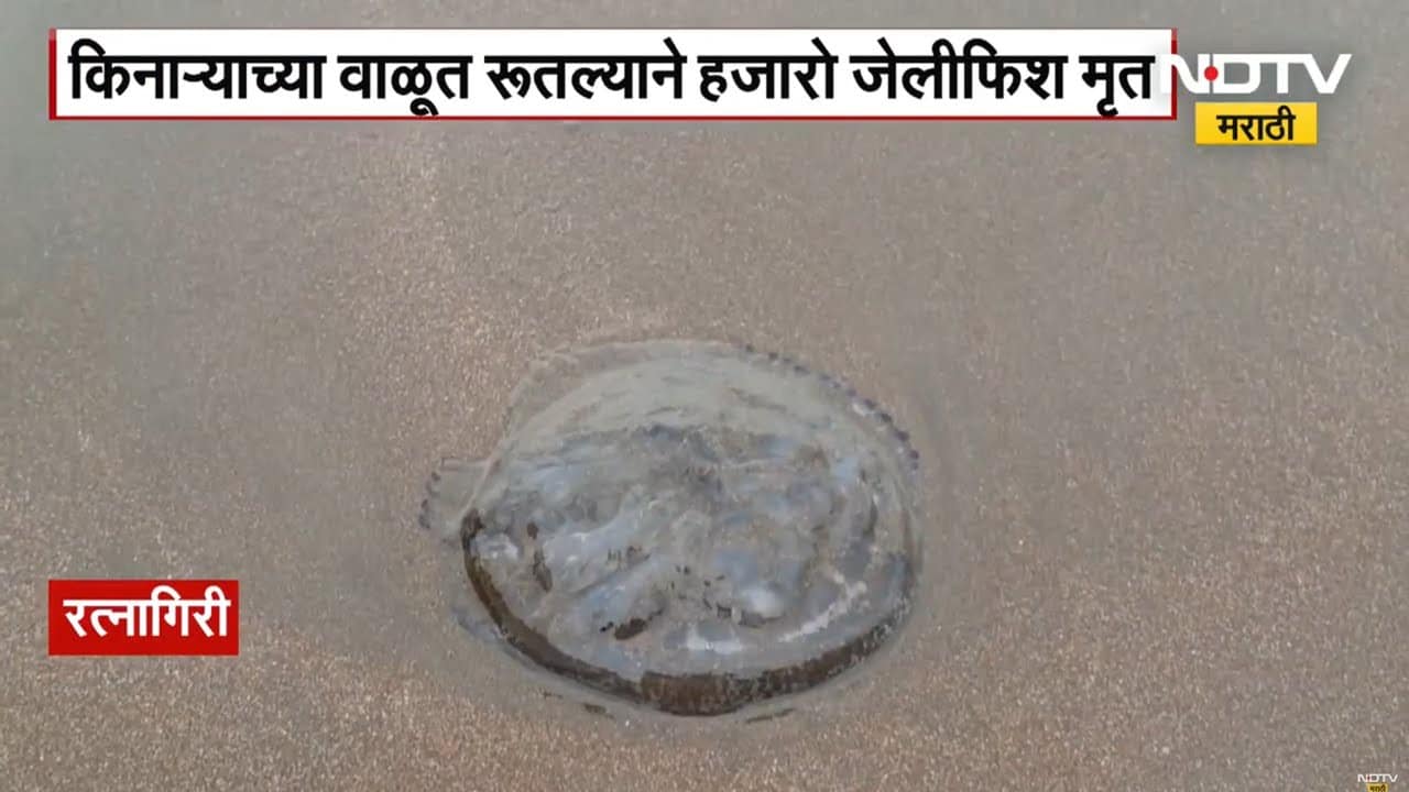 Ratnagiri च्या समुद्रकिनाऱ्यांवर मोठ्या संख्येने आले Jellyfish, पर्यटकांना पाण्यात न जाण्याचा इशारा